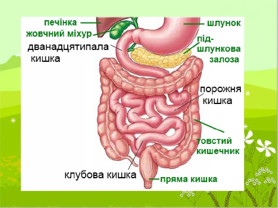 Тонкий кишечник тест. Строение кишечника человека. Кишечник человека схема.