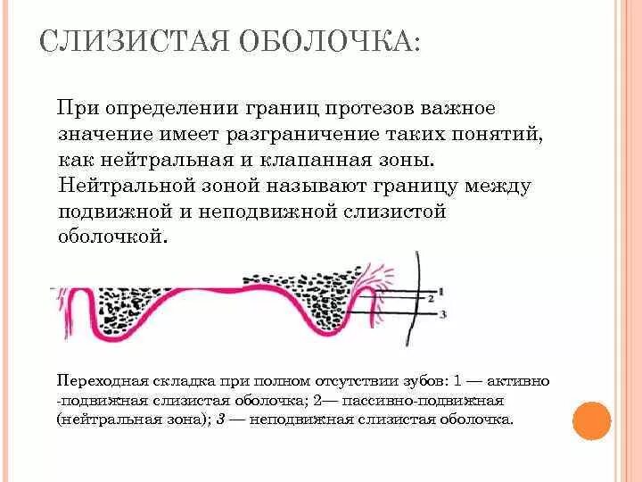 Подвижная слизистая оболочка полости рта. Нейтральная зона ортопедия. Подвижная и неподвижная слизистая оболочка. Переходная складка слизистой. Свойства слизистых оболочек