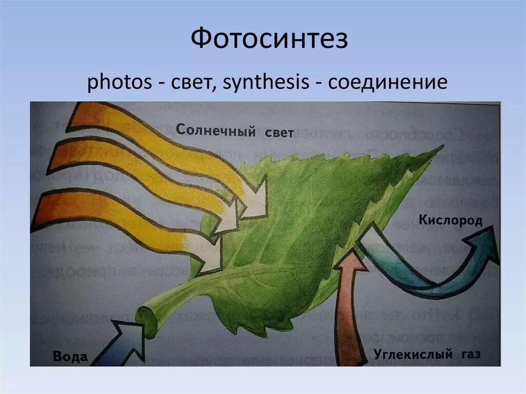 Рисунок фотосинтеза. Процесс фотосинтеза рисунок. Фотосинтез детский рисунок. Рисунок фотосинтеза 6 класс. Формула фотосинтеза у растений.
