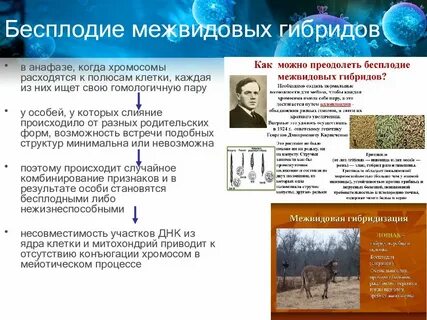 Бесплодные гибриды