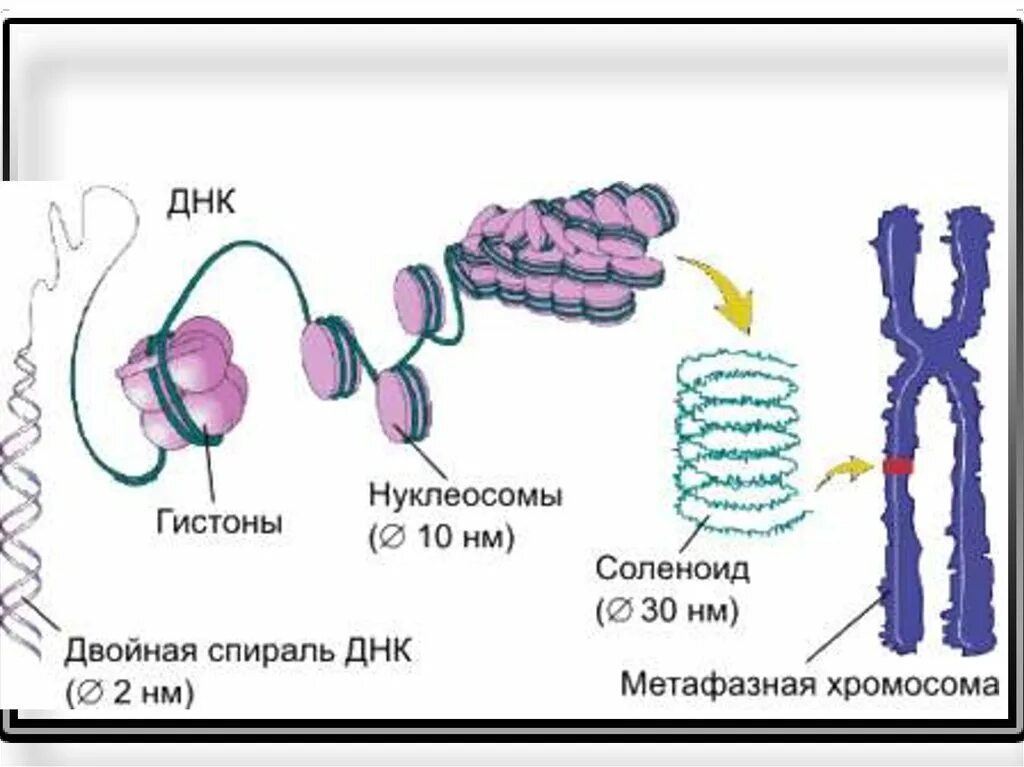 Уровни компактизации ДНК эукариот. Хромосома ДНК гистоны. Уровни компактизации хромосом эукариот. Хроматин гистоны.