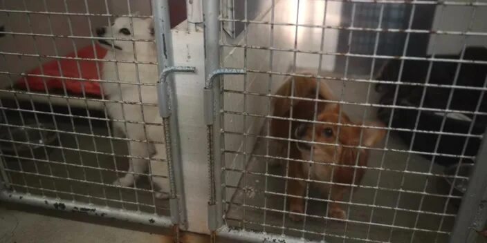 Собака спасатель 2025. Руби, собака-спасатель фильм 2025. rescued by ruby 2025. рубби собака спасатель. руби пес спасатель.
