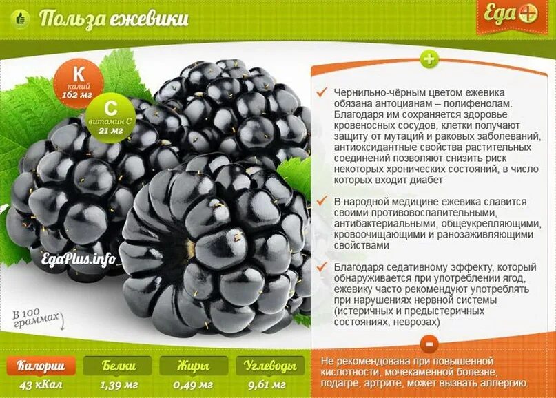Какая польза от ежевики