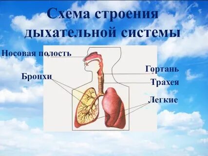 Система органов дыхания 3 класс