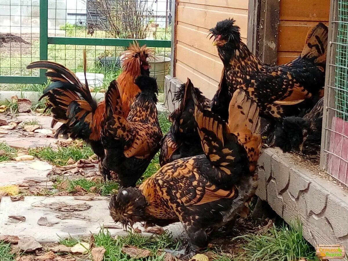Павловская золотая курочка порода кур. Куры падуан золотой золотой. Павловская золотая порода. Куры павловское золото. Цыплята павловское золото.