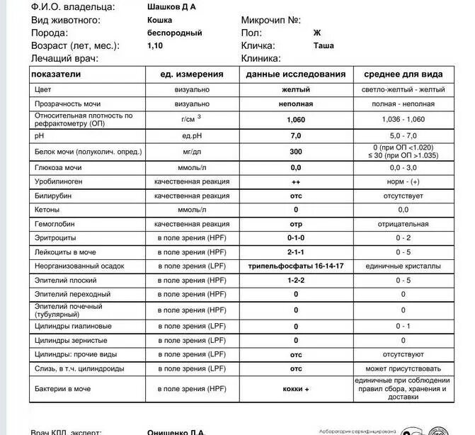 Что значит бактерии в моче у мужчин. Общий анализ мочи у кошек норма и расшифровка результатов таблица. Нормы анализа мочи у кошек таблица. Показатели мочи у кошек в норме. Норма белка в моче у кошек.