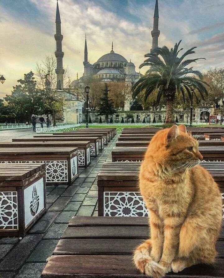 Turkey cats. Кот гли Стамбул.