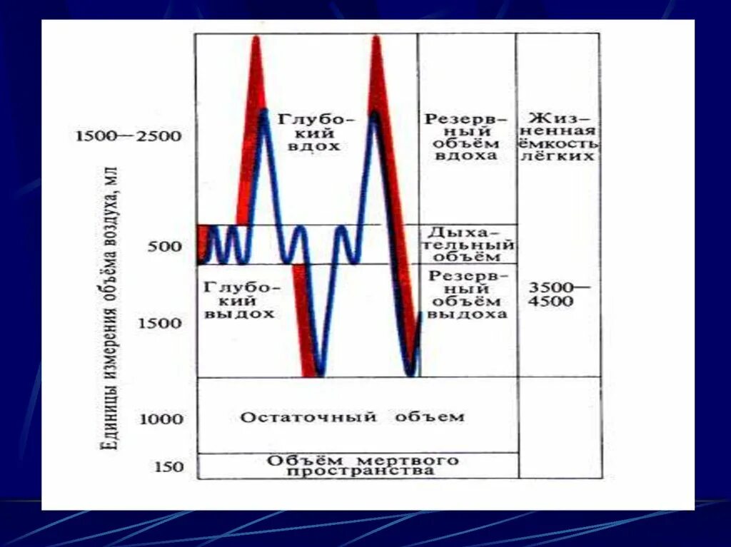 Величина дыхательного объема. Дыхательный объем. Дыхательный объем это объем. Дыхательные объемы физиология. Дыхательный объем легких.