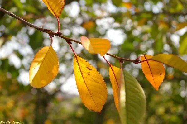 Free Images : nature, branch, sky, sunlight, leaf, flower, petal, orange, red, c