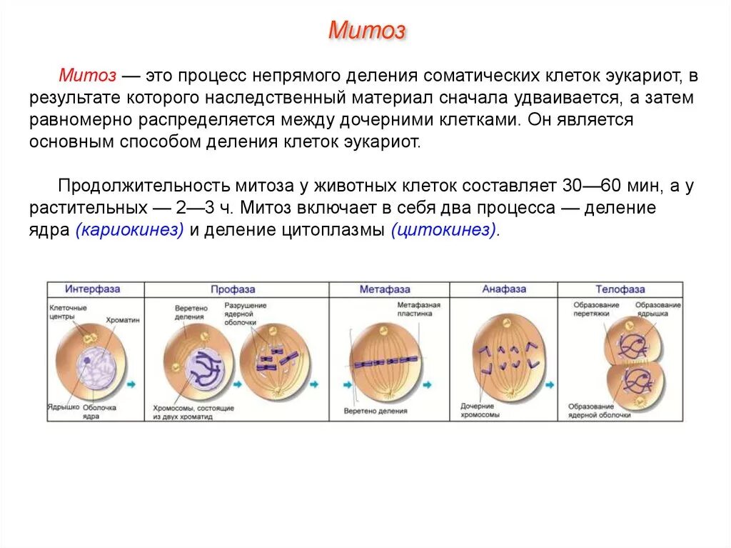 Фазы деления эукариотической клетки схема. Деление клеток эукариот схема. Основные типы деления эукариотических клеток митоз мейоз. Таблица "митотическое деление клетки (Непрямое деление). Деление характерное для соматических клеток