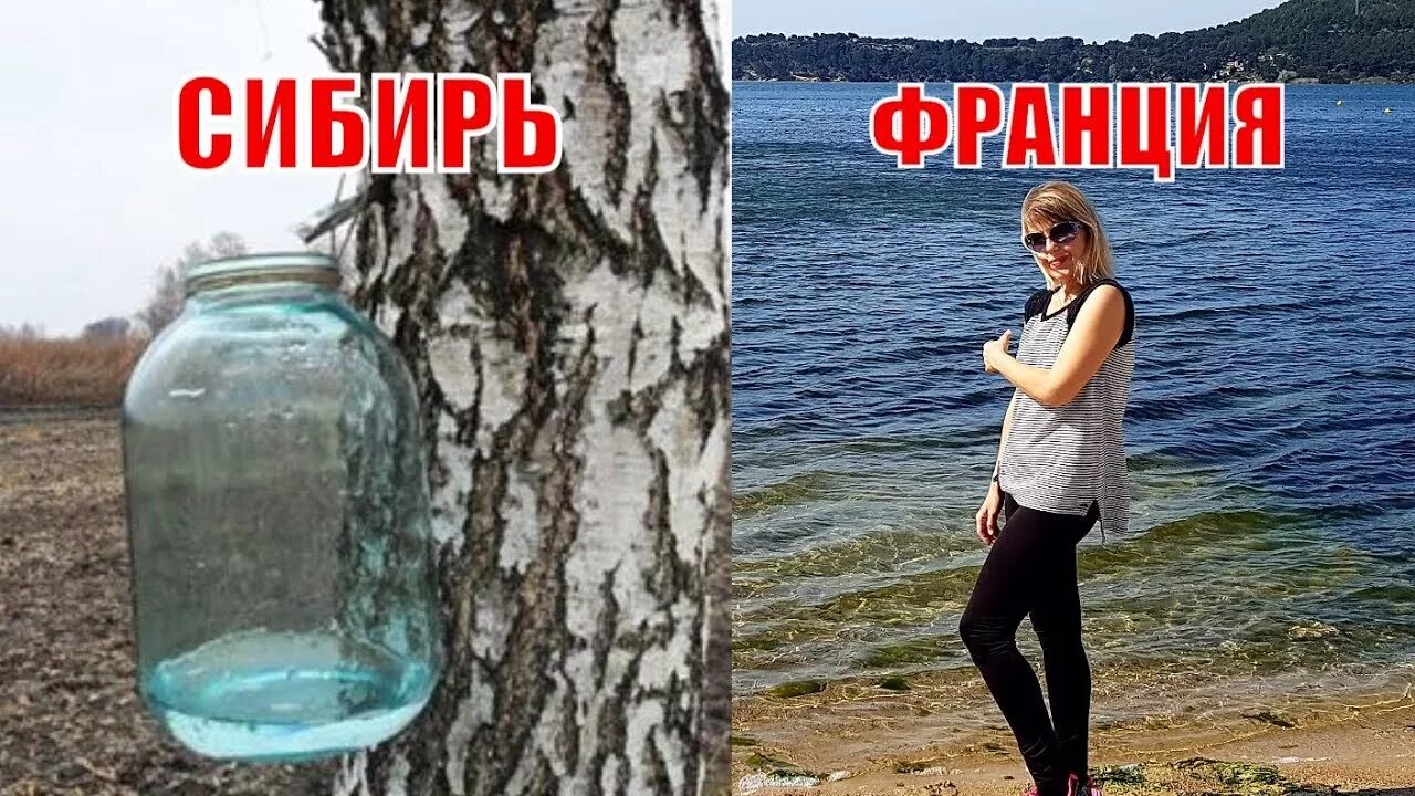 Девочка пьющая березовый сок. Девочка пьет березовый. Картина девочка пьет березовый. Девочка пьет березовый сок. Девочка пъёт берёзовый сок.