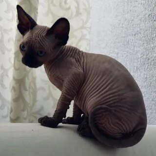 Котенок сфинкс спб