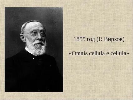Р вирхов ввел положение