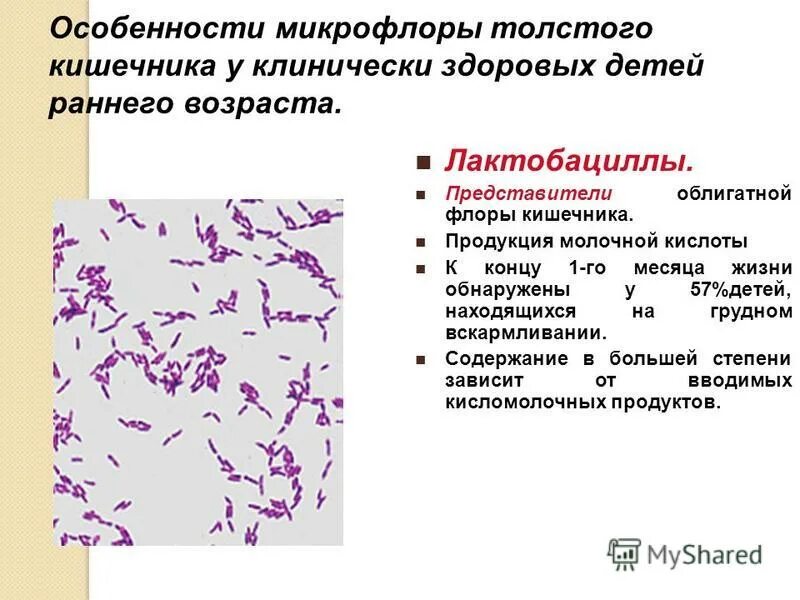 Микрофлора новорожденного. Представители микрофлоры. Нормальная микрофлора кишечника. Для микрофлоры кишечника для новорожденных.