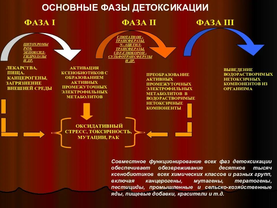 Первая фаза детоксикации в печени. Фазы детоксикации ксенобиотиков. Фазы детоксикации Сечени. Две фазы детоксикации печени.