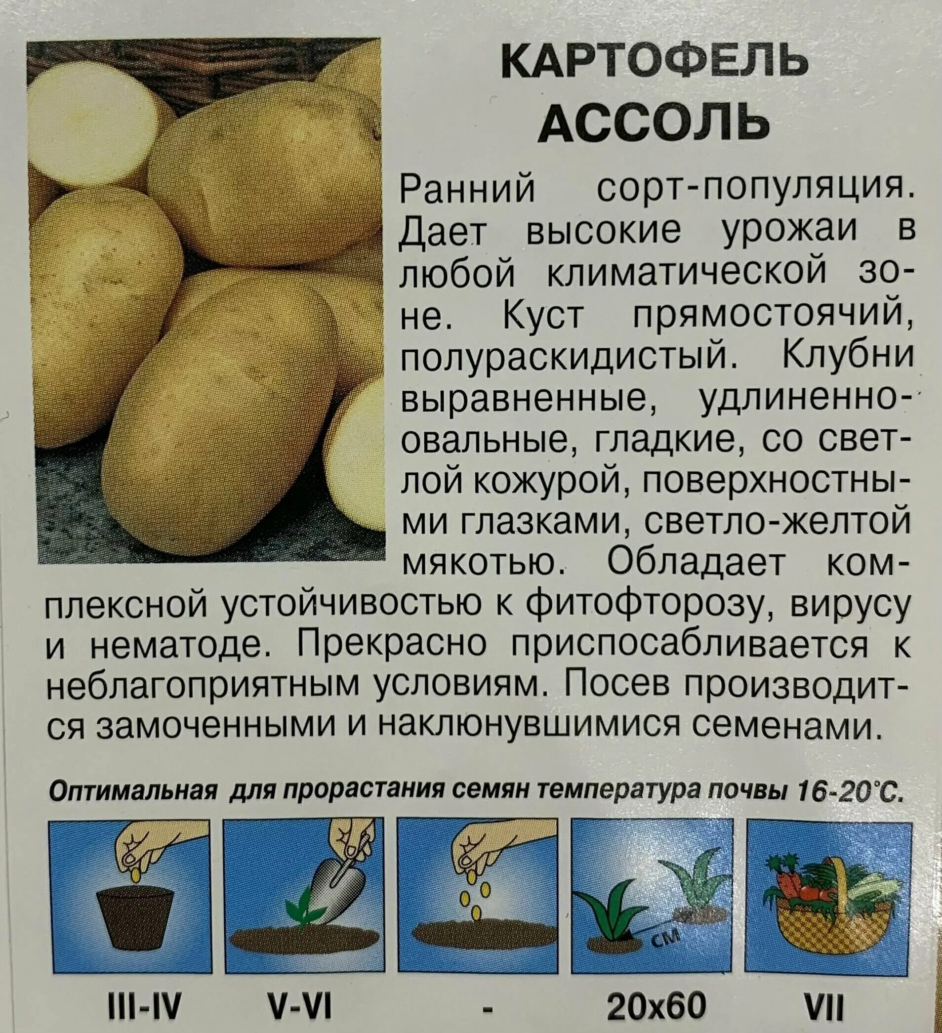 Ранний картофель характеристика отзывы. Картофельные семена. Классификация семенного картофеля. Ответственность семена картофеля.