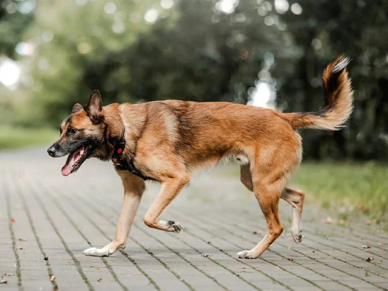 Добрая собака для улицы. Псы рядом на траве. Смешные картинки с животными с надписями. Собака дубу. Собака еж.