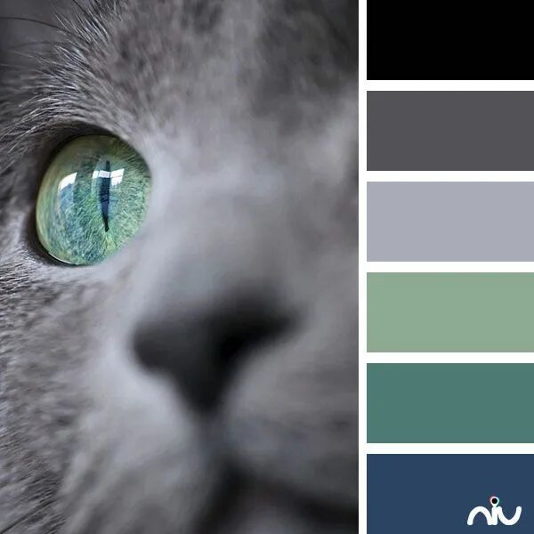 Коты палитра. Палитра котов. Цветовая палитра кошек. Натуральные Палитры для котов. Красивые сочетание цветов у кошек.