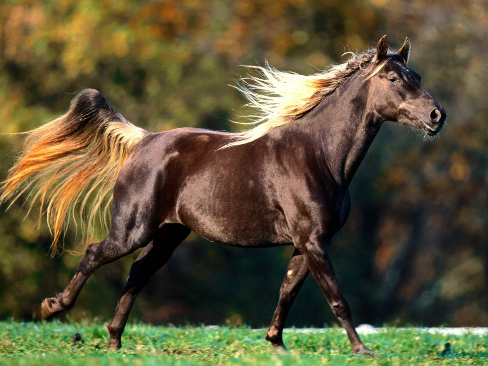 Horses are beautiful. Кигер Мустанг гнедой. Лошади породы Кигер Мустанг. Лошадь гнедой Мустанг. Мустанг тигровая гнедая.