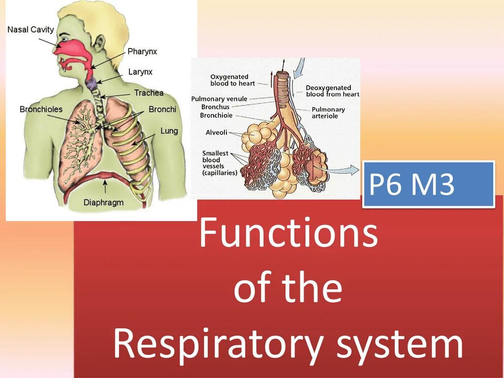 System functioning. Дыхательная система на английском языке. respiratory system презентация. дыхательная система презентация на английском. functions of the respiratory system.