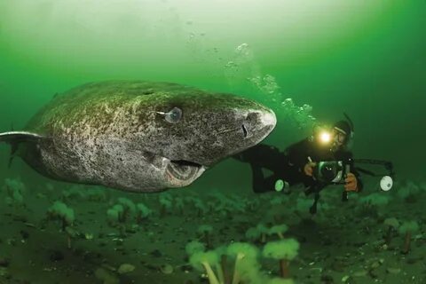 Scientists Discover 400-Year-Old Greenland Shark Likely Born Around 1620 Fu...