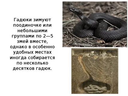 Температура гадюки