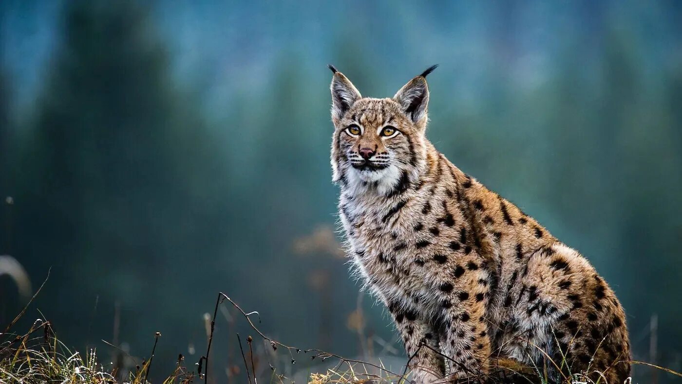 Рысь млекопитающее. Lynx рысь. евроазиатская рысь. обыкновенная рысь lynx lynx. балканская рысь.