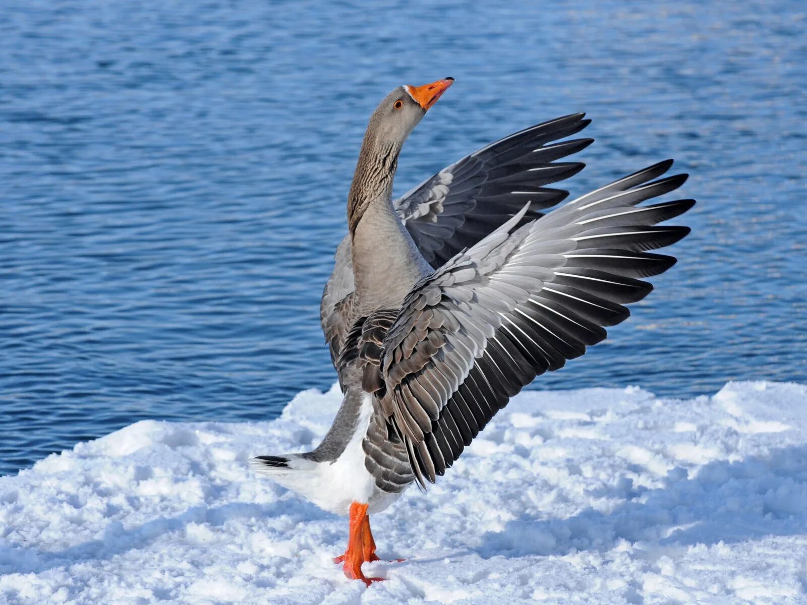 Петух летает. Хлопающее крыло. Птица хлопает крыльями. Гусиное крыло. Хлопающее крыло.