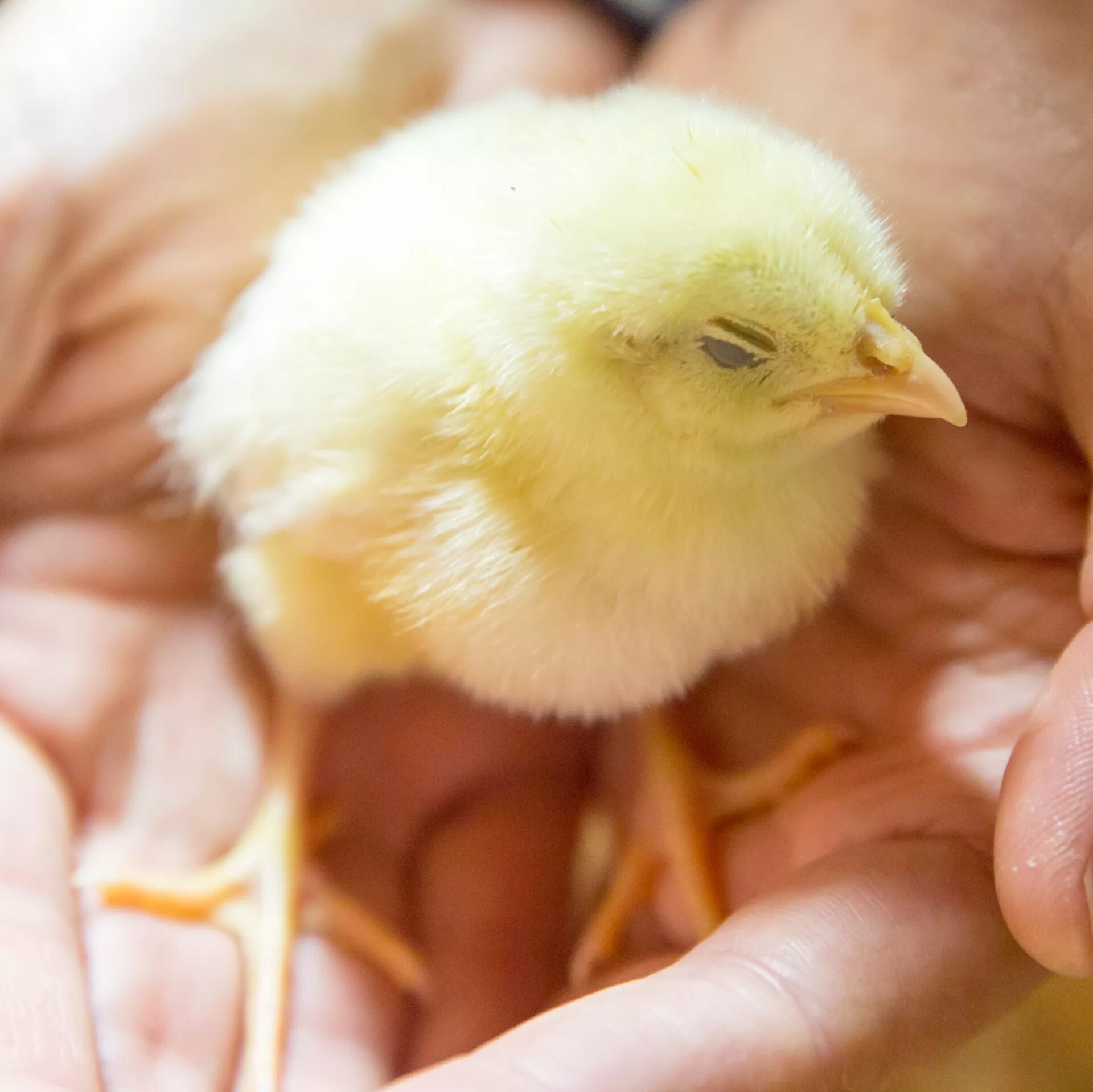 Курица желтого цвета. Желтый цыпленок. Новорожденный цыпленок. Маленькие цыплята. Цыпленок желтенький.