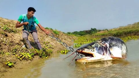 Monster catching