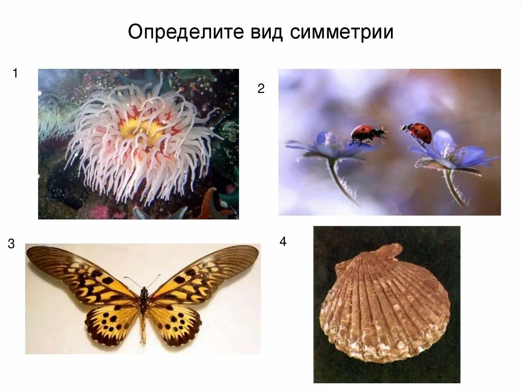 Трансляционная симметрия в природе. Сферическая симметрия растений. Центральная симметрия у животных. Симметрия цветка.