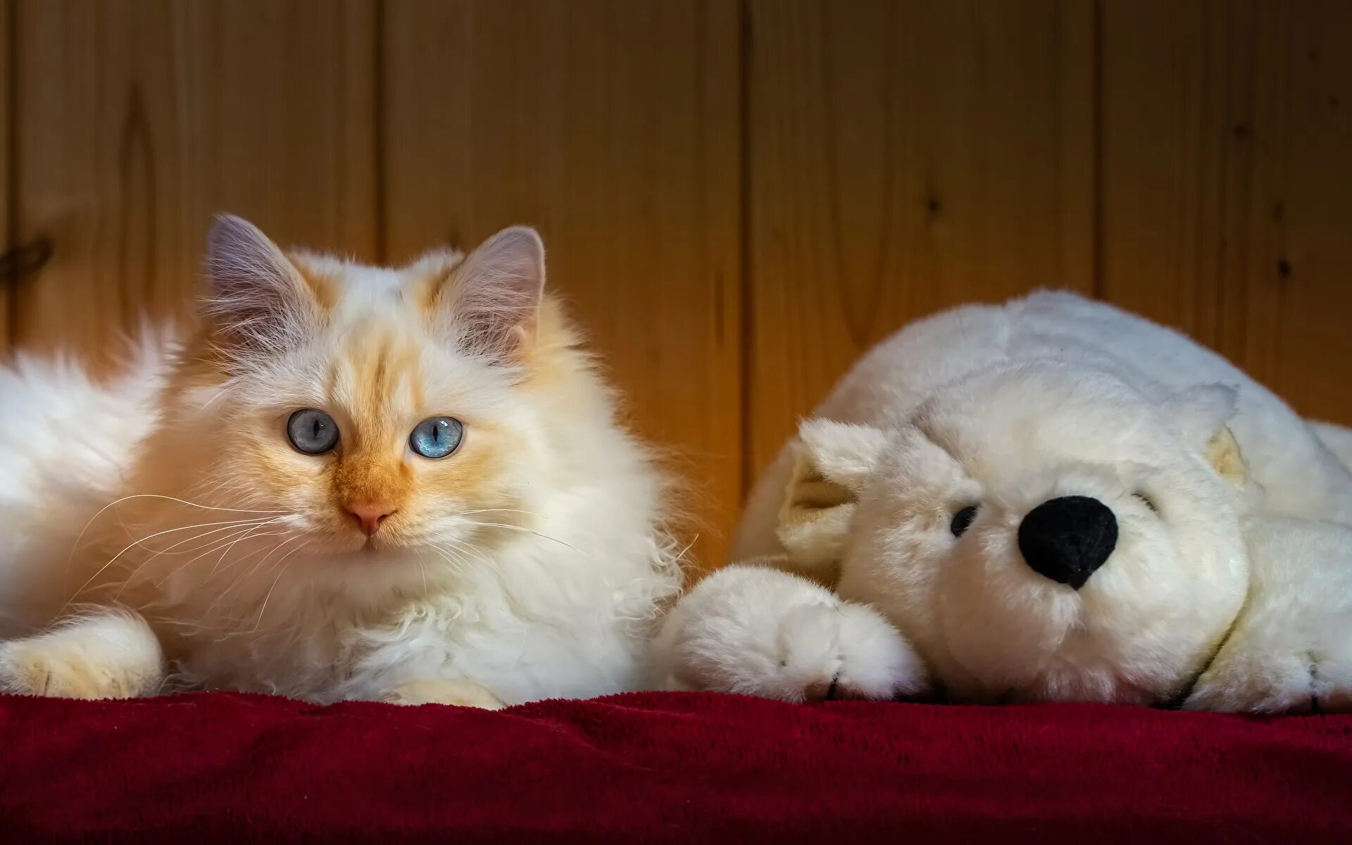 Включи кот и медведь. Красивые плюшевые кошки. Маленькие котята пушистые. Рыже белый кот. Бело-рыжий пушистый кот.