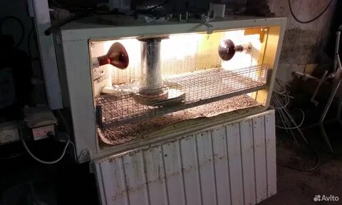 Первые дни цыплят в брудере