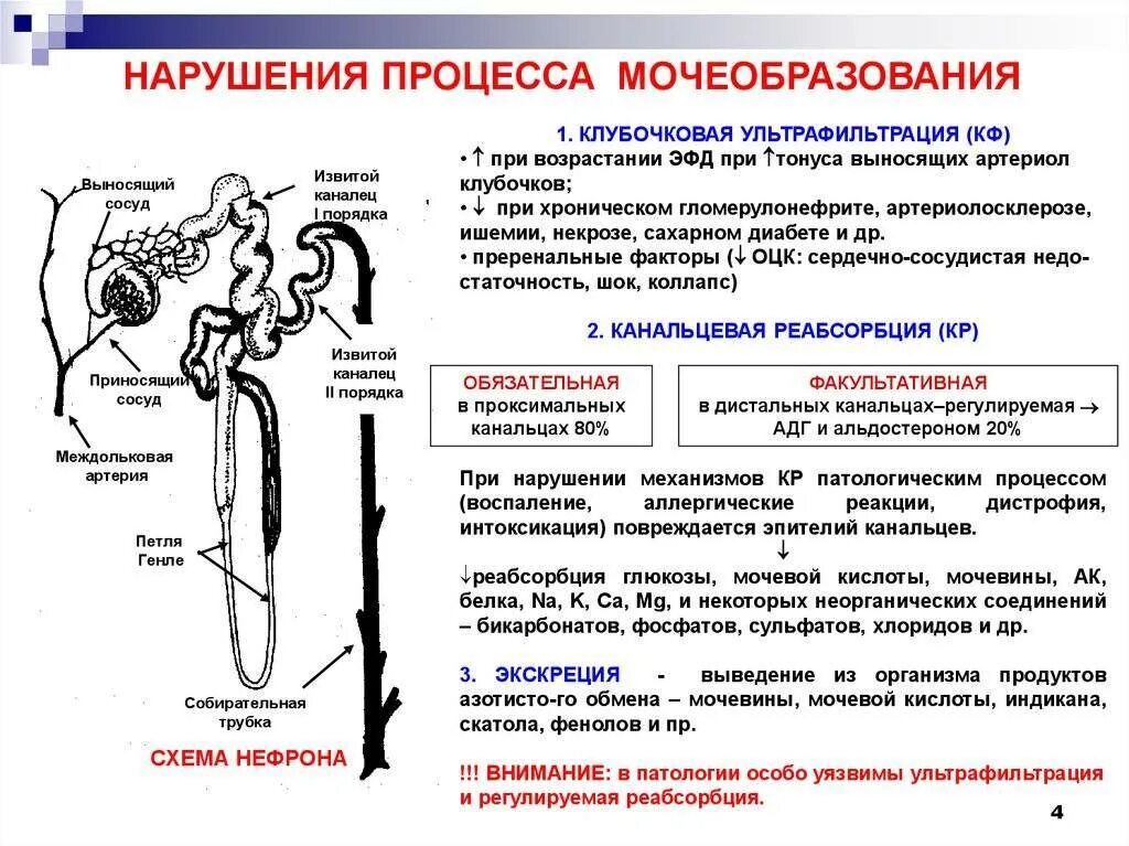 Нервная и гуморальная регуляция почек. Физиология мочеобразования фильтрация реабсорбция. Причины нарушения мочеобразования патологии. Стадии мочеобразования схема. Основные процессы мочеобразования физиология.