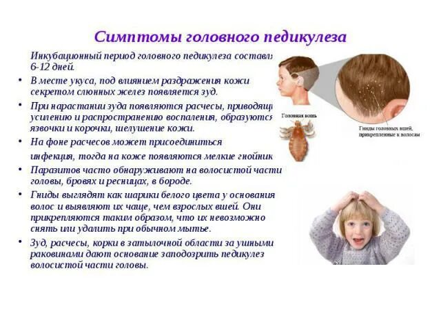 Мероприятия по профилактике педикулеза. Профилактика головного педикулеза. Симптомы педикулеза основные. Профилактика педикулеза у детей. Педикулёз инкубационный.