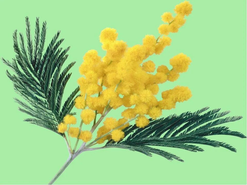 ветка мимозы нарисовать. мимоза рисунок. ветка мимозы нарисовать. веточка мимозы картинка. ветка мимозы.