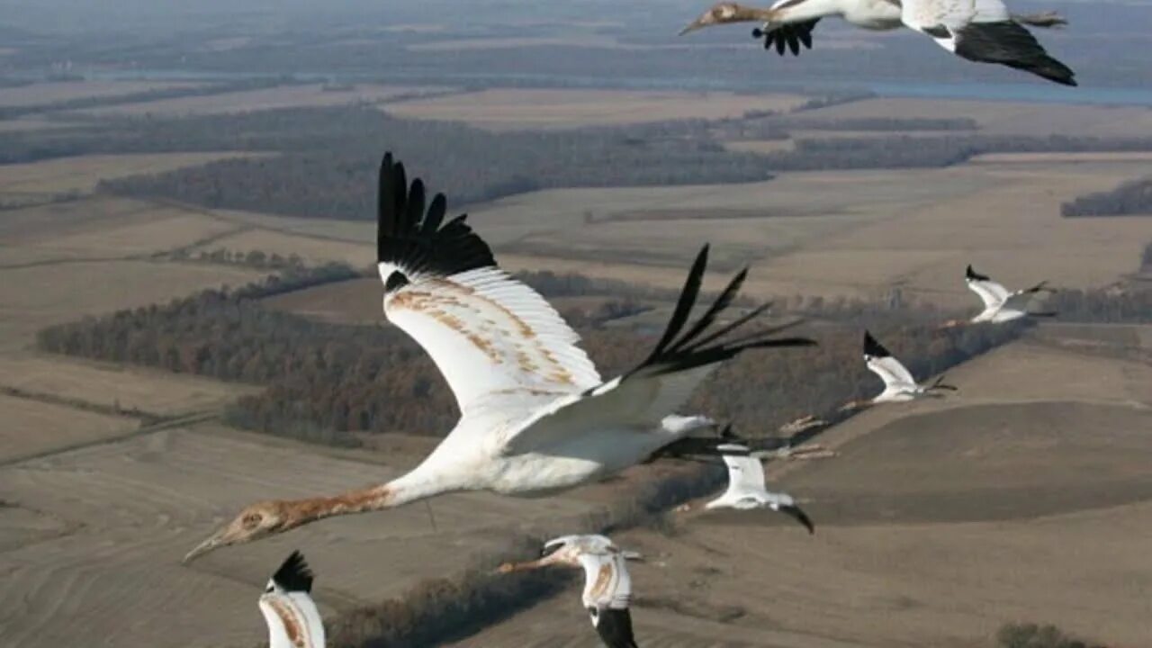 Перелётные птицы журавлиный клин. Ах журавли журавли. Припев песни журавли. Птицы в небе. Ах журавли журавли.