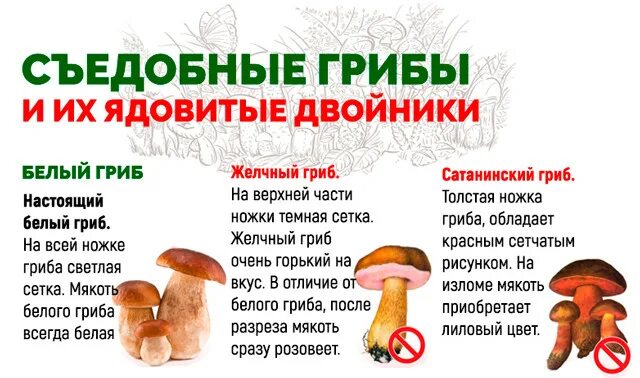 Как отличить съедобные от несъедобных. Как отличить съедобные от несъедобных