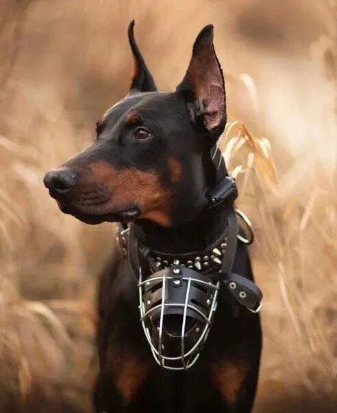 Порода собак доберман щенок. Доберман. Доберман 2023. Чемпион доберман 2023. Доберман 2023.