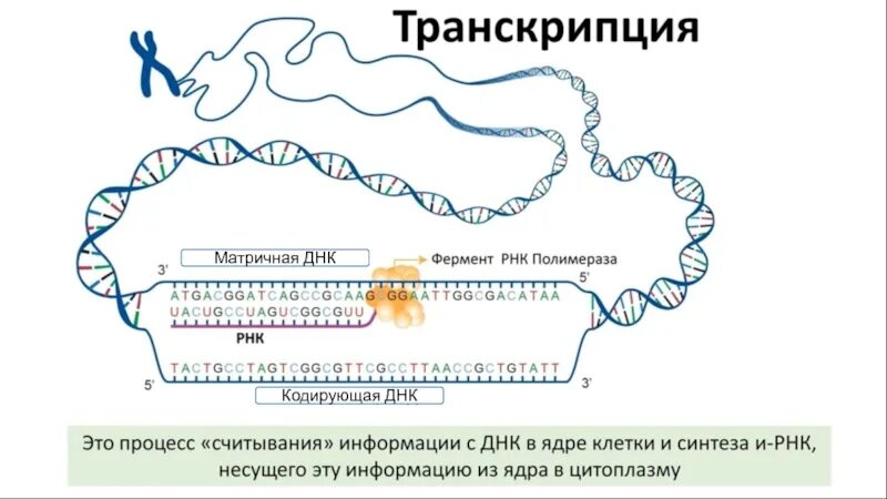 Матричная днк начинается. Матричная и транскрибируемая ДНК. Кодирующая ДНК. Матрица ДНК. Матричная цепь и транскрибируемая это.