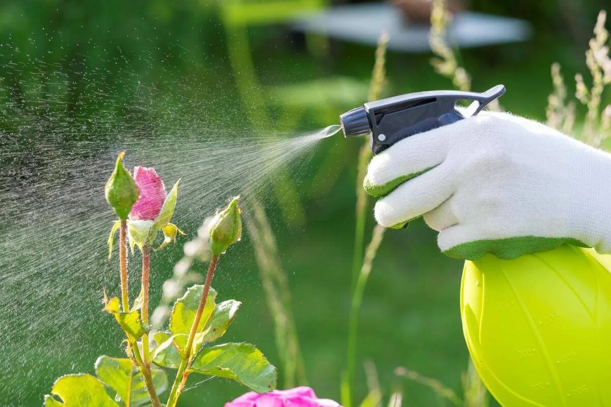 Опрыскивание растений. Защита сада от вредителей. Пульверизатор для растений. Защита растений в саду.
