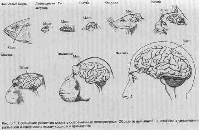 Эволюция размера мозга. Эволюция головного мозга человека. Размер мозга современного человека. Сравнение мозга человека и животных. Мозги человека и животных.