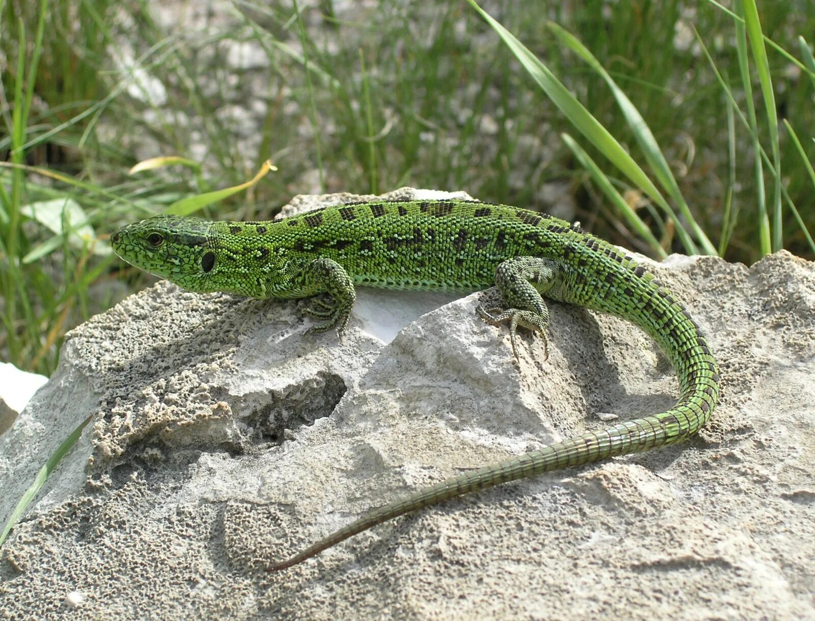 Прыткая ящерица Lacerta Agilis. Ящерица прыткая (Lacerta Agilis Linnaeus). Прыткая ящерица (Lacerta Agilis l.),. 12. Прыткая ящерица - Lacerta Agilis.