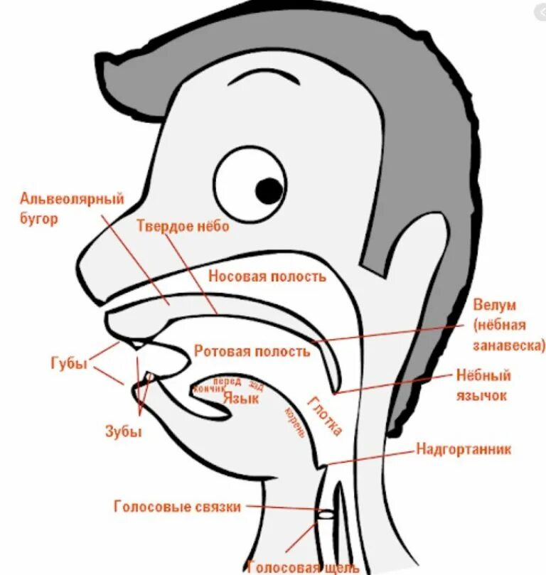 Голосовой букв. Речевой аппарат. Схема голосового аппарата. Строение речевого аппарата. Строение речевого аппарата схема.
