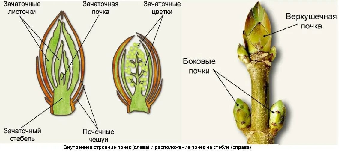 Почка развивается лист. Строение вегетативной листовой почки. строение листовой и цветочной почки. строение почки и побега. почка это зачаточный побег.