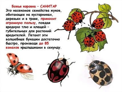 Рассказ про насекомых 1 класс