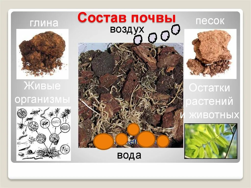 Почва презентация. Тема урока почва. Презентация на тему почва.