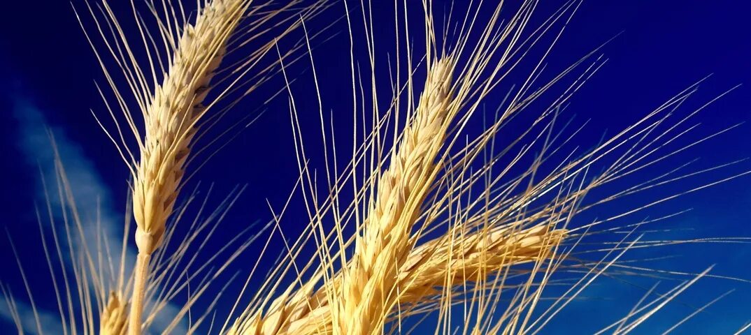 Пшеница. Хлебные зерновые культуры. Ячмень яровой деспина. Зерновые линии. Ячмень двурядный семена.