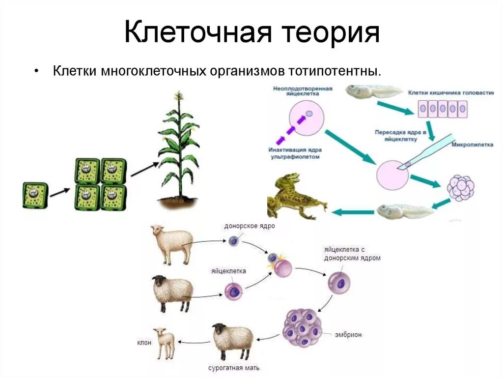 Клеточная теория строения организмов. Теория клеточного строения живых организмов. Современная клеточная теория строения организмов. Клеточная теория 10 класс биология кратко. Этапы эволюции многоклеточных