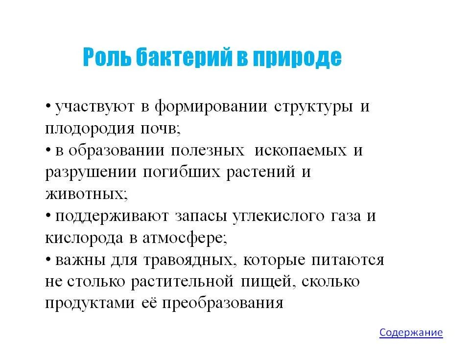 Бактерии их значение в жизни человека. Бактерии их значение в жизни человека